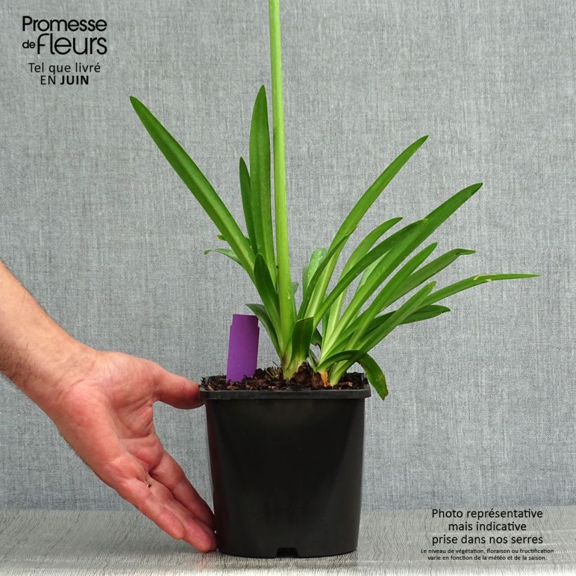 Exemplaar van Agapanthus  Fireworks - Afrikaanse lelie Pot van 2 l/3 l zoals geleverd in de zomer