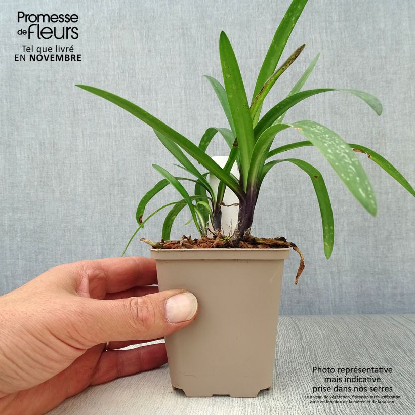 Exemplaar van Agapanthus  Poppin' Purple - Afrikaanse lelie Kweekpotje van 8/9 cm zoals geleverd in de herfst
