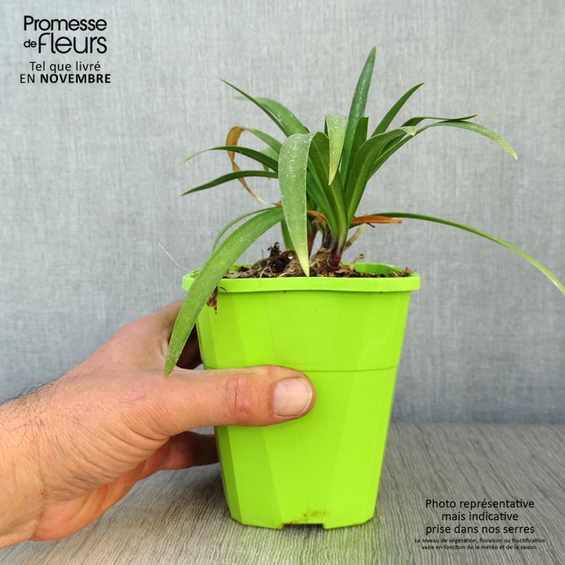 Exemplaar van Agapanthus  Poppin' Purple - Afrikaanse lelie Pot van 1,5 l/2 l zoals geleverd in de herfst