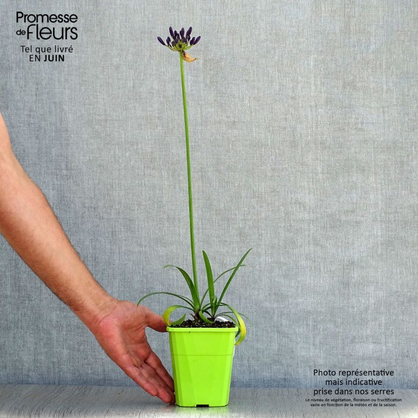 Exemplaar van Agapanthus  Poppin' Purple - Afrikaanse lelie Pot van 1,5 l/2 l zoals geleverd in de zomer