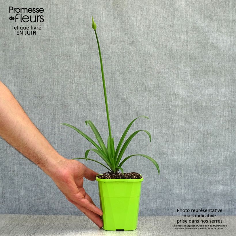 Exemplaar van Agapanthus  Star Poppin’ Star  - Afrikaanse lelie Pot van 3 l/4 l zoals geleverd in de zomer