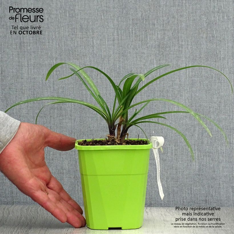 Exemplaar van Agapanthus  Star Poppin’ Star  - Afrikaanse lelie Pot van 3 l/4 l zoals geleverd in de herfst