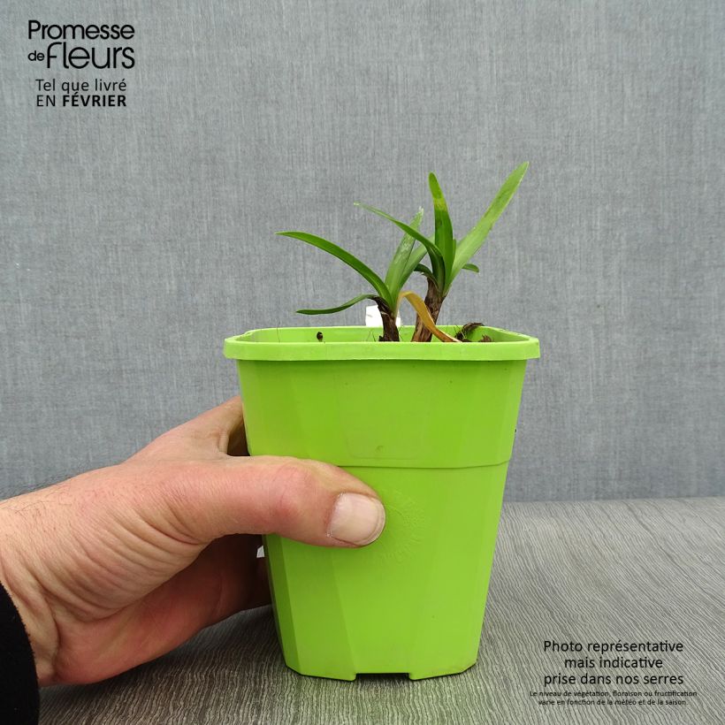 Exemplaar van Agapanthus  Star Poppin’ Star  - Afrikaanse lelie Pot van 3 l/4 l zoals geleverd in de winter