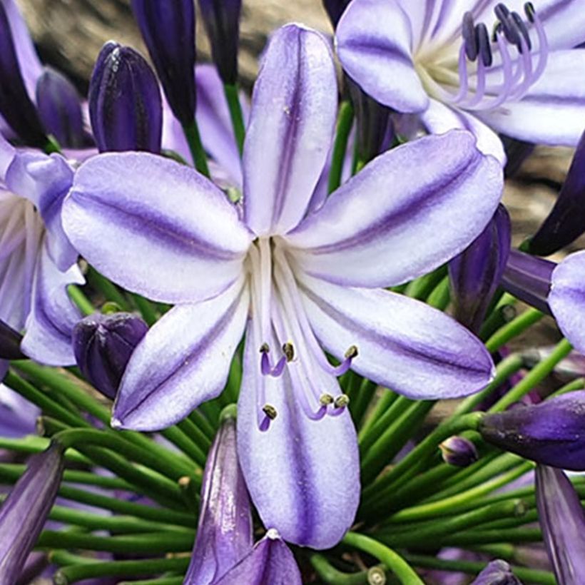 Agapanthus  Star Poppin’ Star  - Afrikaanse lelie (Bloei)