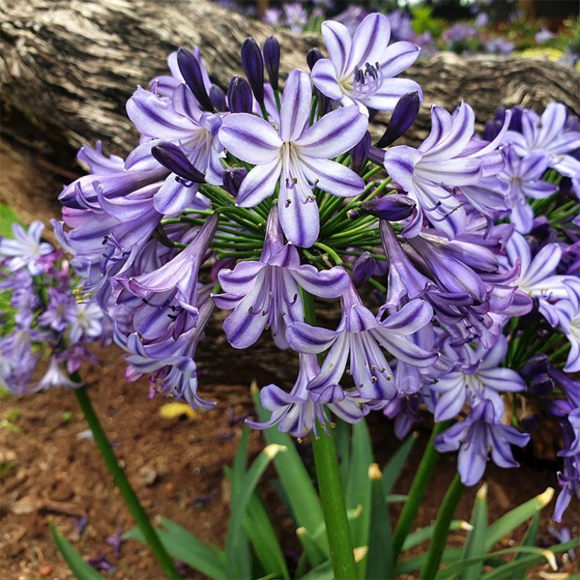 Agapanthus  Star Poppin’ Star  - Afrikaanse lelie (Groeiplaats)