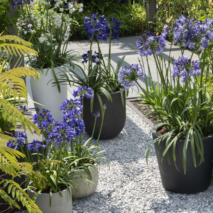 Agapanthus  Three Sisters - Afrikaanse lelie (Groeiplaats)