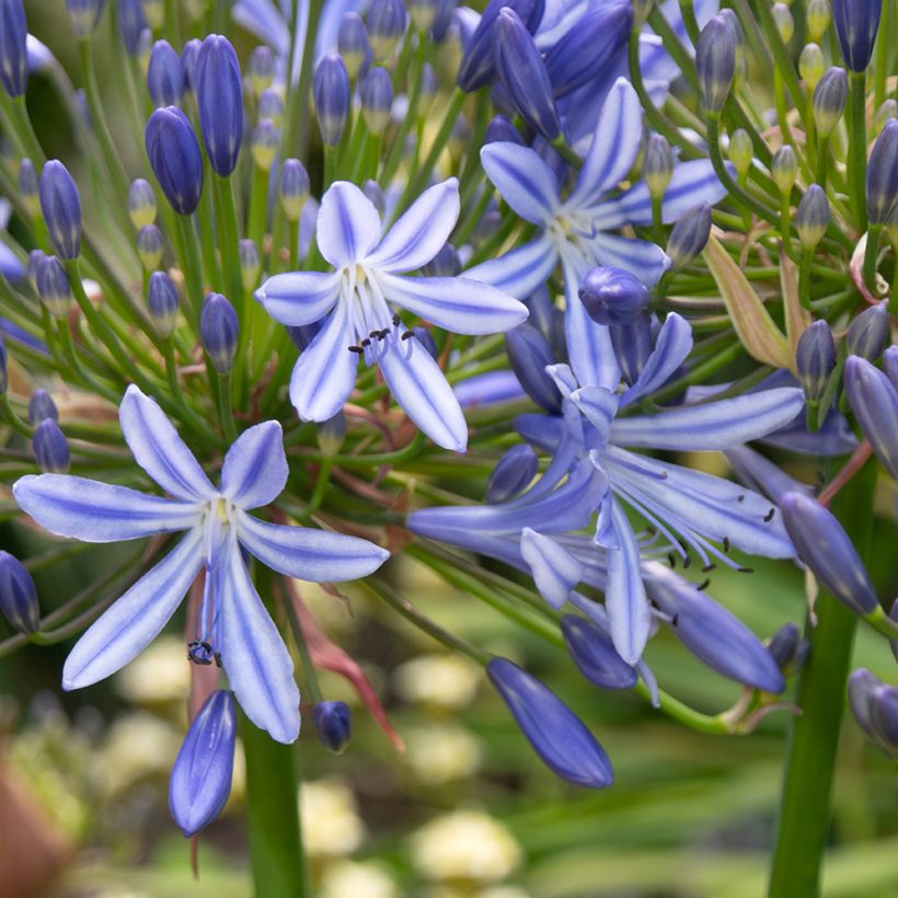 Agapanthus Vallée de l'Authion - Afrikaanse lelie (Bloei)