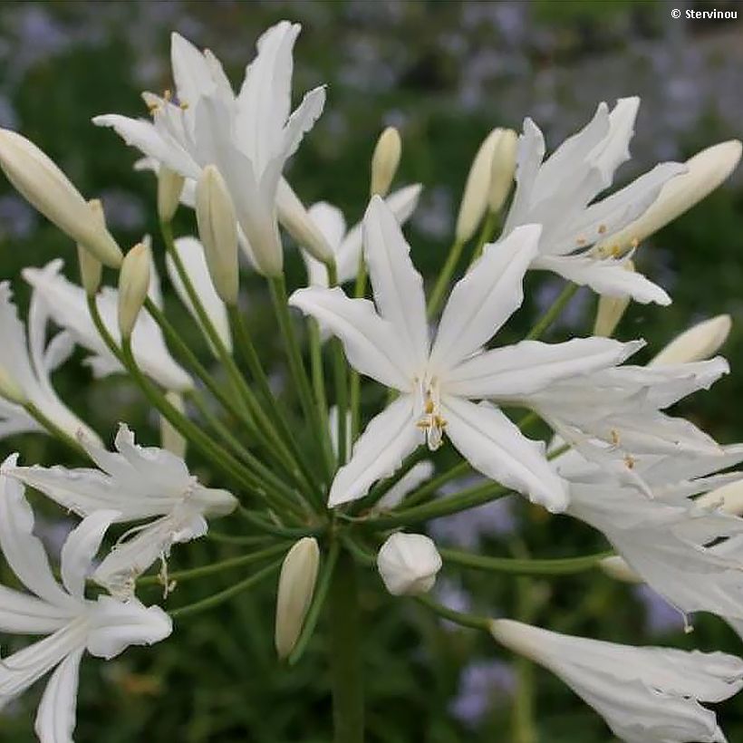 Agapanthus Vallée de la Sarthe - Afrikaanse lelie (Bloei)