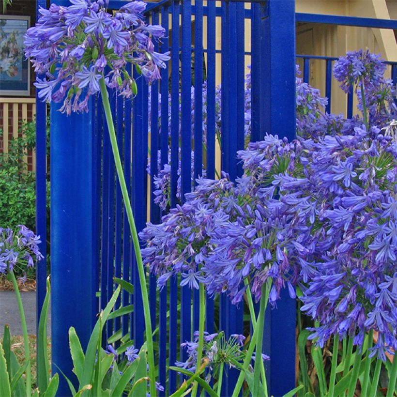 Agapanthus Donau - Afrikaanse lelie (Bloei)