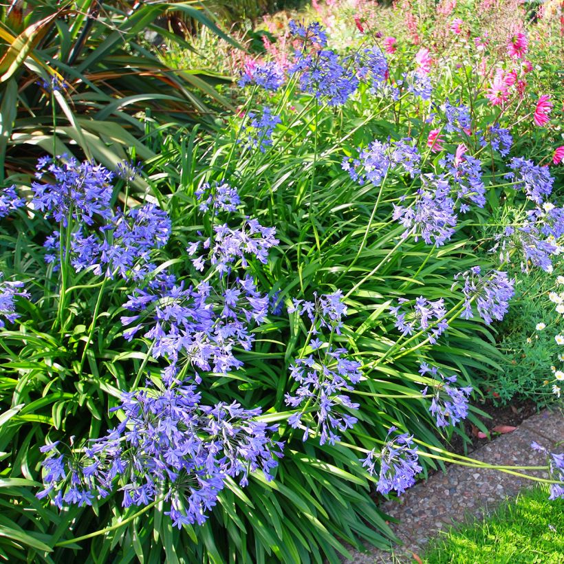 Agapanthus umbellatus (africanus) - Afrikaanse lelie (Groeiplaats)