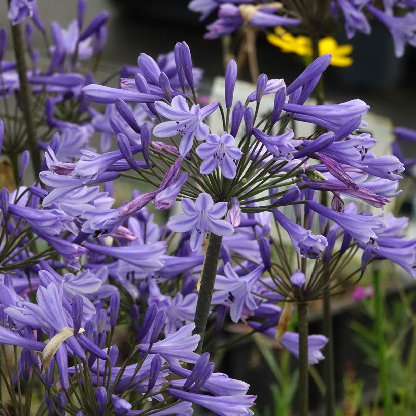 Agapanthus Blue Triumphator - Afrikaanse lelie (Bloei)