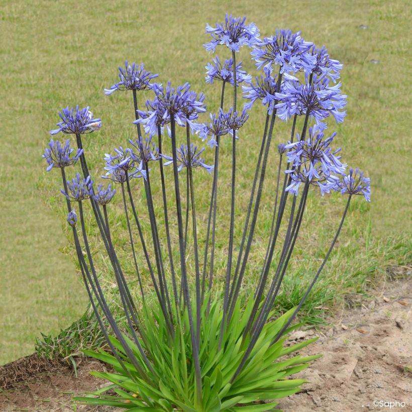 Agapanthus Graphite Blue - Afrikaanse lelie (Groeiplaats)