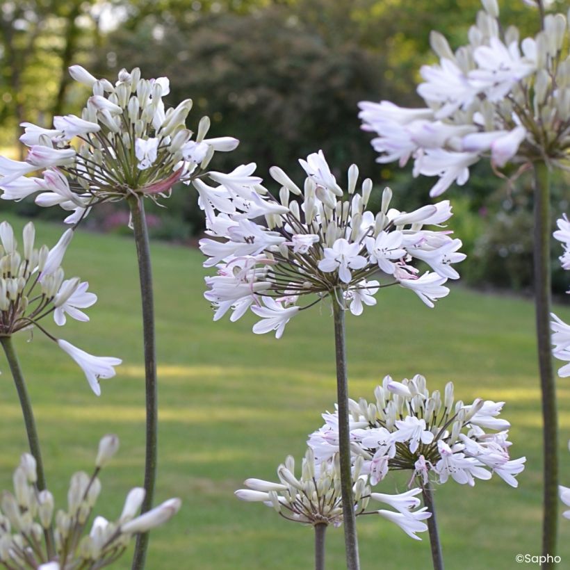 Agapanthus Graphite White - Afrikaanse lelie (Bloei)