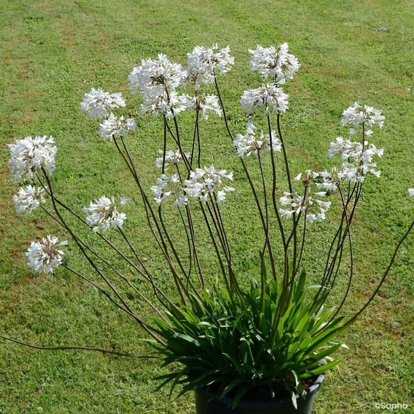 Agapanthus Graphite White - Afrikaanse lelie (Groeiplaats)