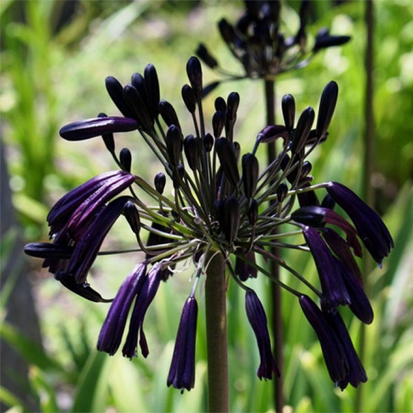 Agapanthus Black Magic - Afrikaanse lelie (Bloei)