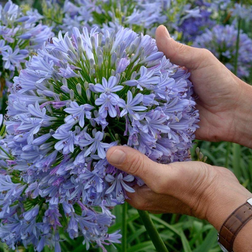 Agapanthus Blue Infinity - Afrikaanse lelie (Bloei)