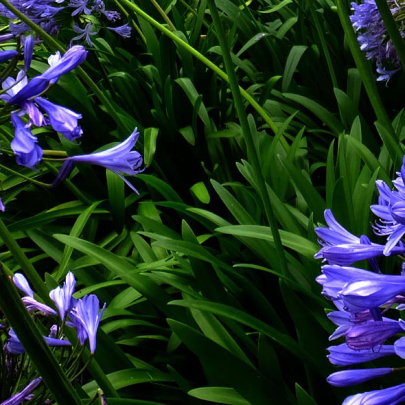 Agapanthus Blue Triumphator - Afrikaanse lelie (Blad)