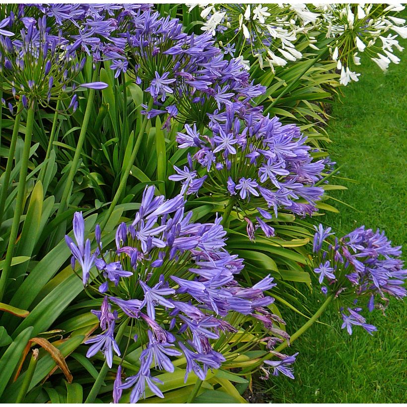 Agapanthus Blue Triumphator - Afrikaanse lelie (Groeiplaats)