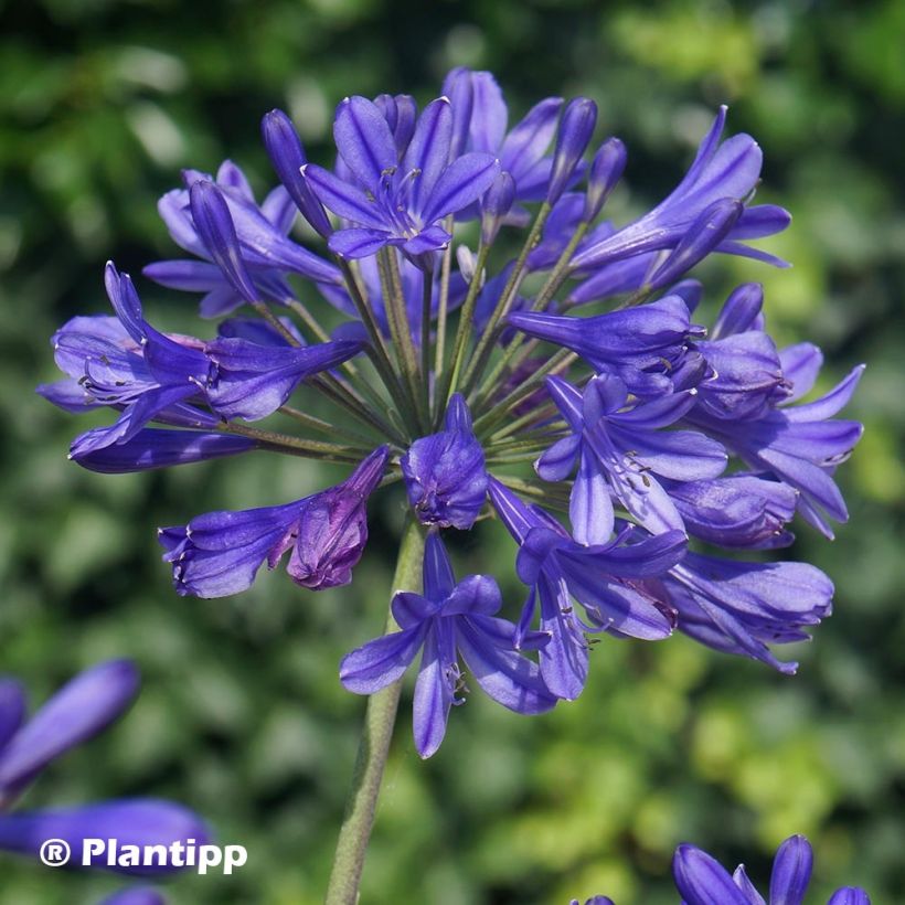 Agapanthus Brilliant Blue - Afrikaanse lelie (Bloei)