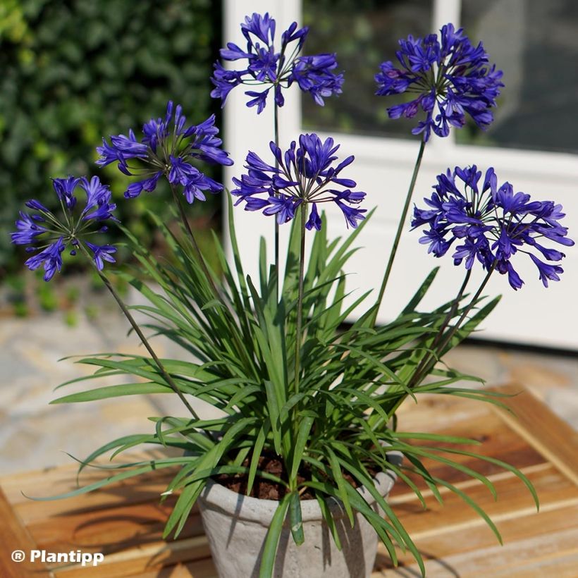 Agapanthus Brilliant Blue - Afrikaanse lelie (Groeiplaats)
