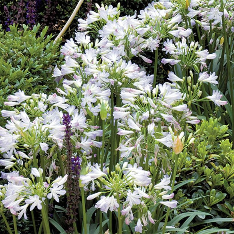 Agapanthus Enigma - Afrikaanse lelie (Bloei)