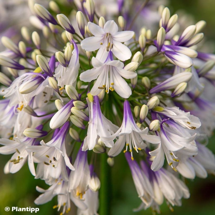 Agapanthus  Fireworks - Afrikaanse lelie (Bloei)