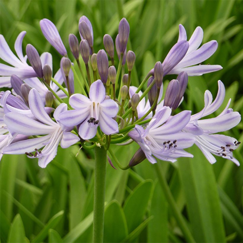 Agapanthus Megan's Mauve - Afrikaanse lelie (Bloei)