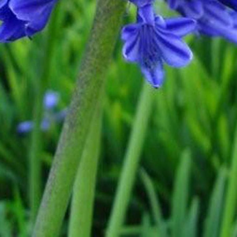 Agapanthus Midnight Blue - Afrikaanse lelie (Blad)
