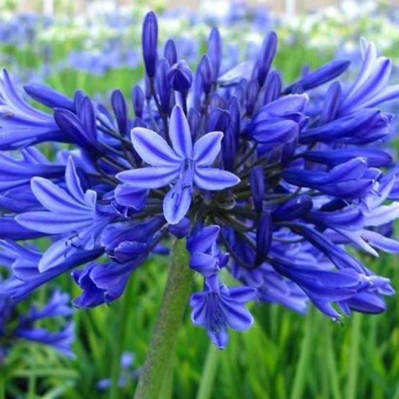 Agapanthus Midnight Blue - Afrikaanse lelie (Bloei)
