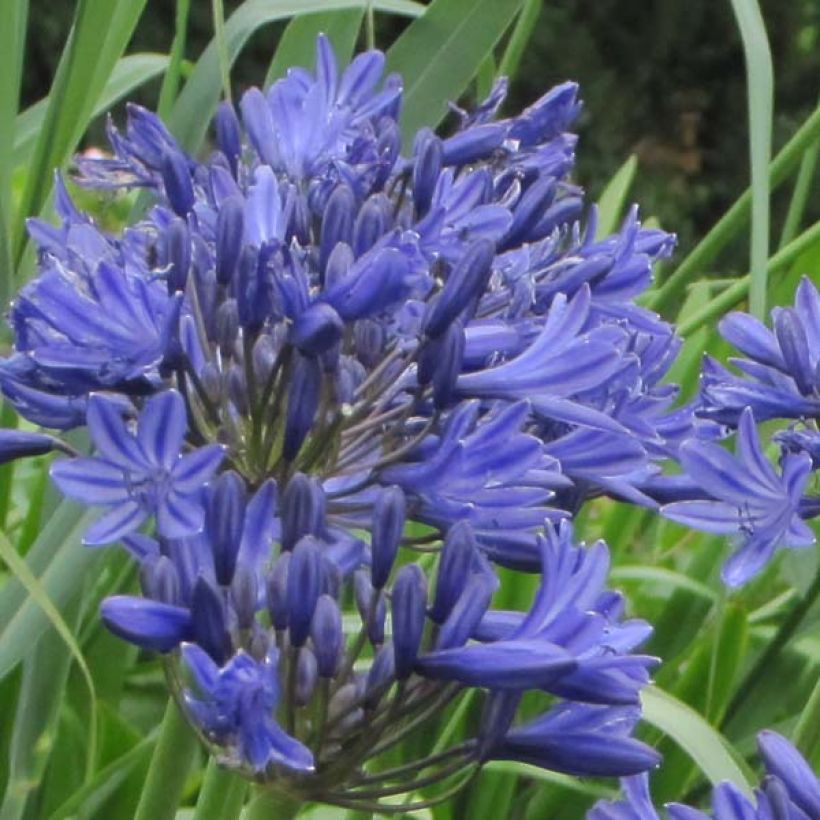 Agapanthus Navy Blue - Afrikaanse lelie (Bloei)