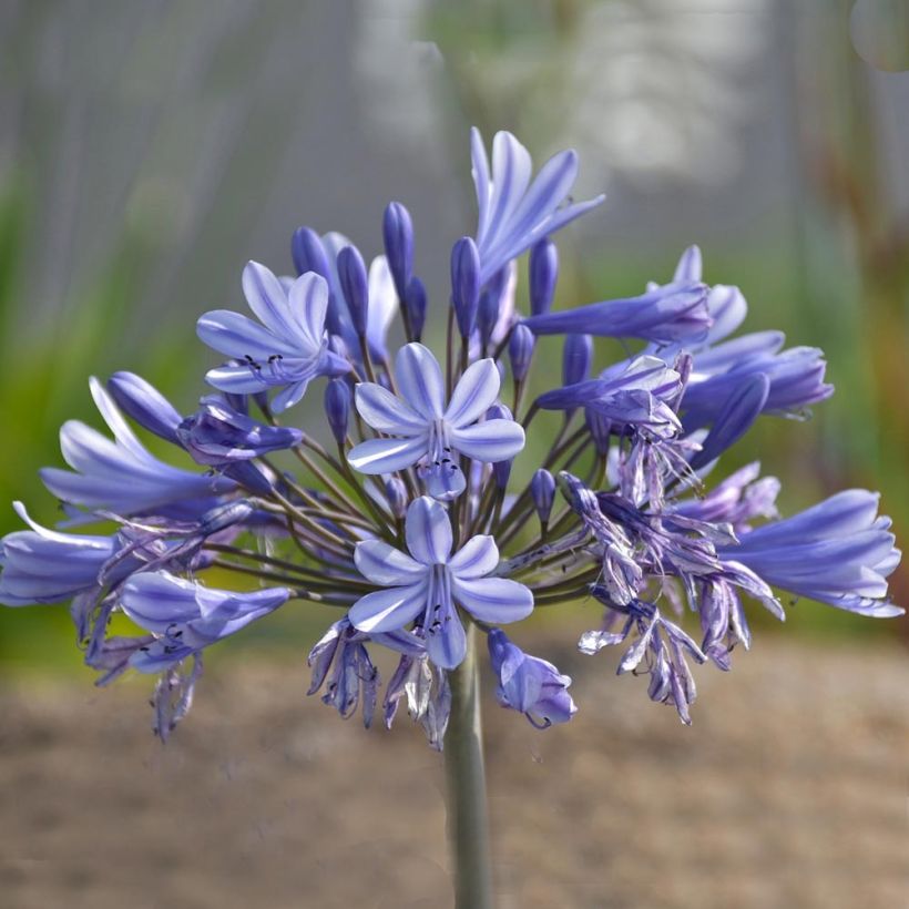 Agapanthus Pretty Sandy - Afrikaanse lelie (Bloei)