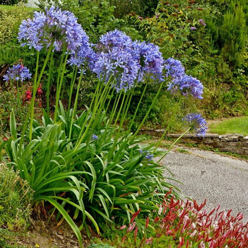Agapanthus Pretty Sandy - Afrikaanse lelie (Groeiplaats)