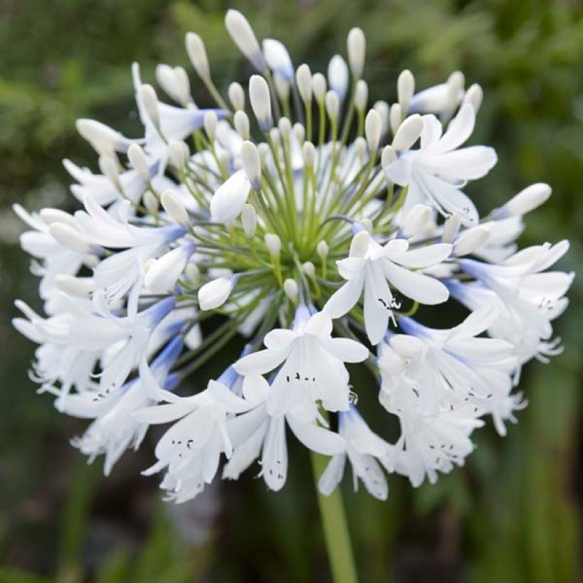Agapanthus Queen Mum - Afrikaanse lelie (Bloei)