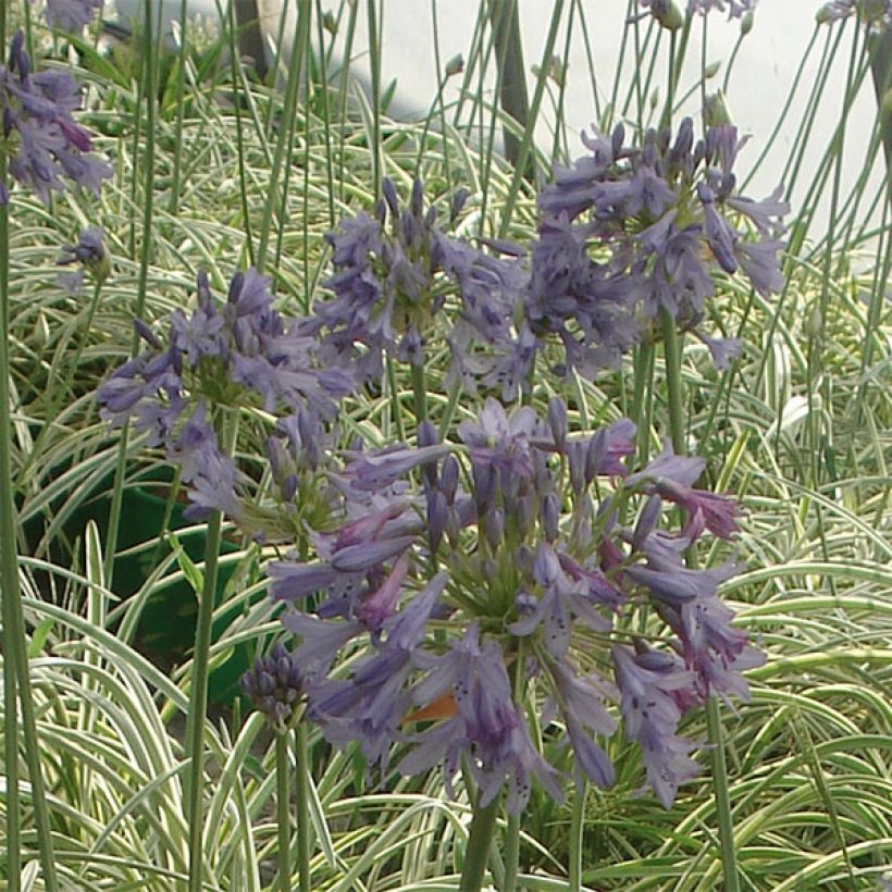 Agapanthus Silver Moon - Afrikaanse lelie (Bloei)