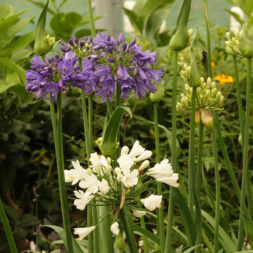Agapanthus  Three Sisters - Afrikaanse lelie (Bloei)
