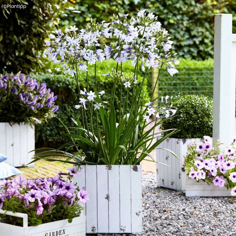 Agapanthus Twister - Afrikaanse lelie (Groeiplaats)