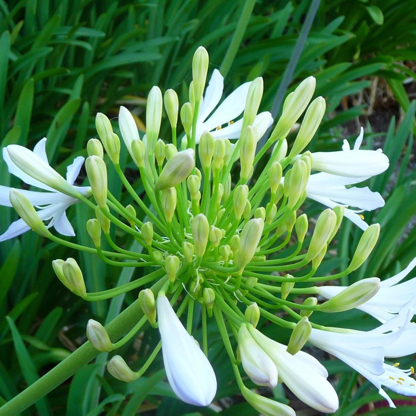 Agapanthus campanulatus var albidus - Afrikaanse lelie (Bloei)