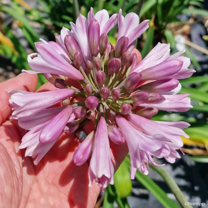 Agapanthe hybride Poppin' Pink (Bloei)