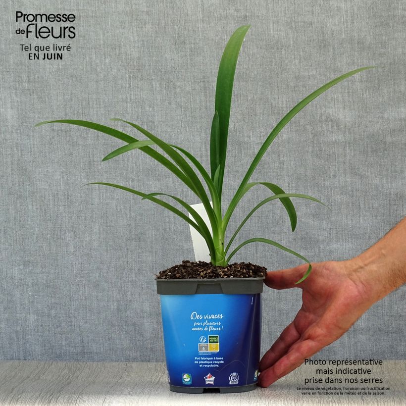 Exemplaar van Agapanthus umbellatus (africanus) - Afrikaanse lelie Pot van 2 l/3 l zoals geleverd in de zomer