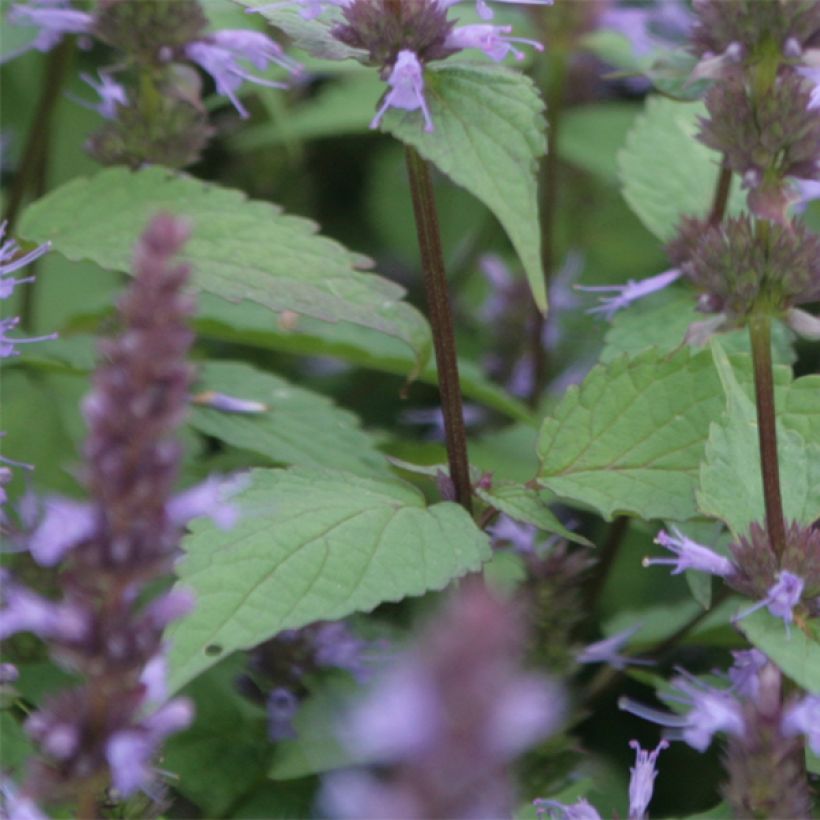 Agastache rugosa After Eight - Koreaanse munt (Blad)