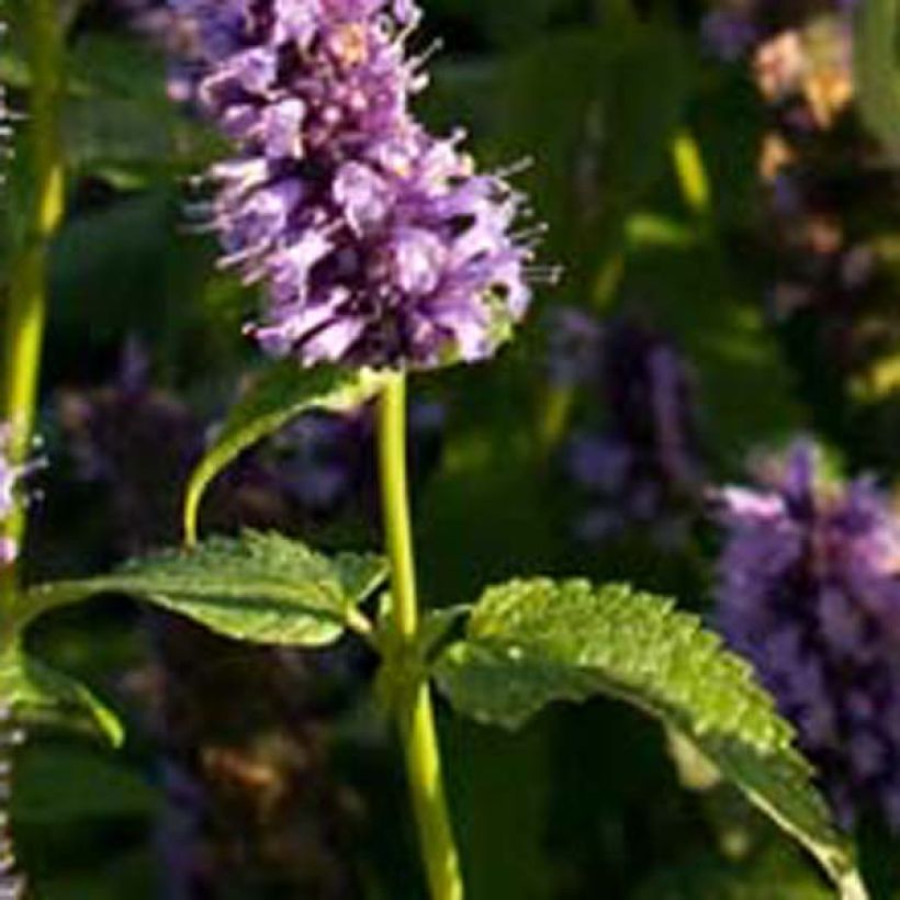Agastache Black Adder - Dropplant (Blad)