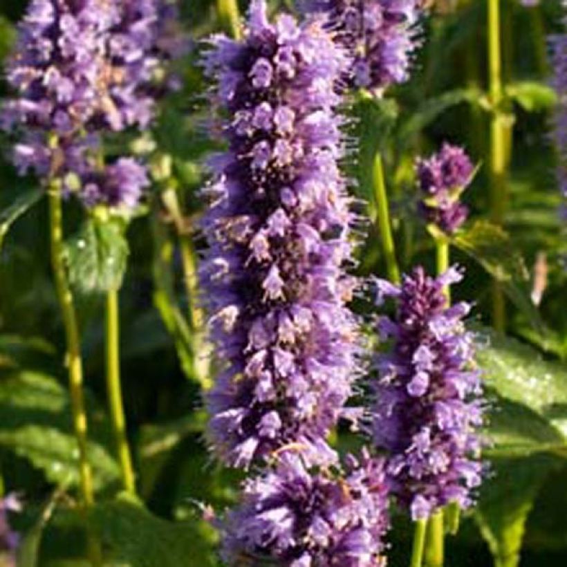 Agastache Black Adder - Dropplant (Bloei)