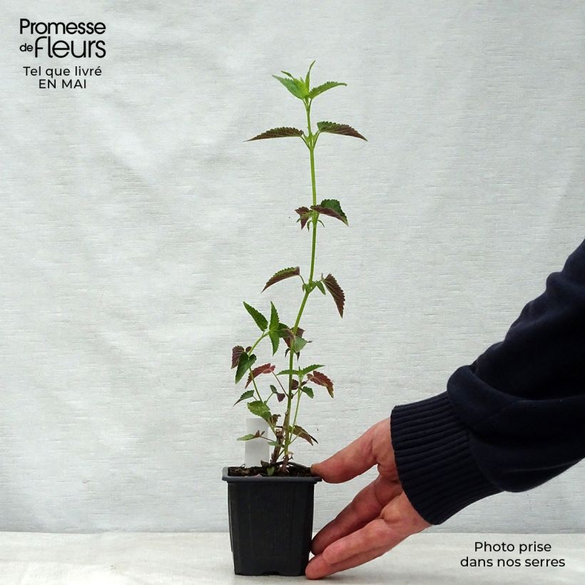 Exemplaar van Agastache Black Adder - Dropplant Kweekpotje van 8/9 cm zoals geleverd in de lente