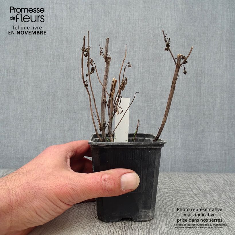 Exemplaar van Agastache Black Adder - Dropplant Kweekpotje van 8/9 cm zoals geleverd in de herfst