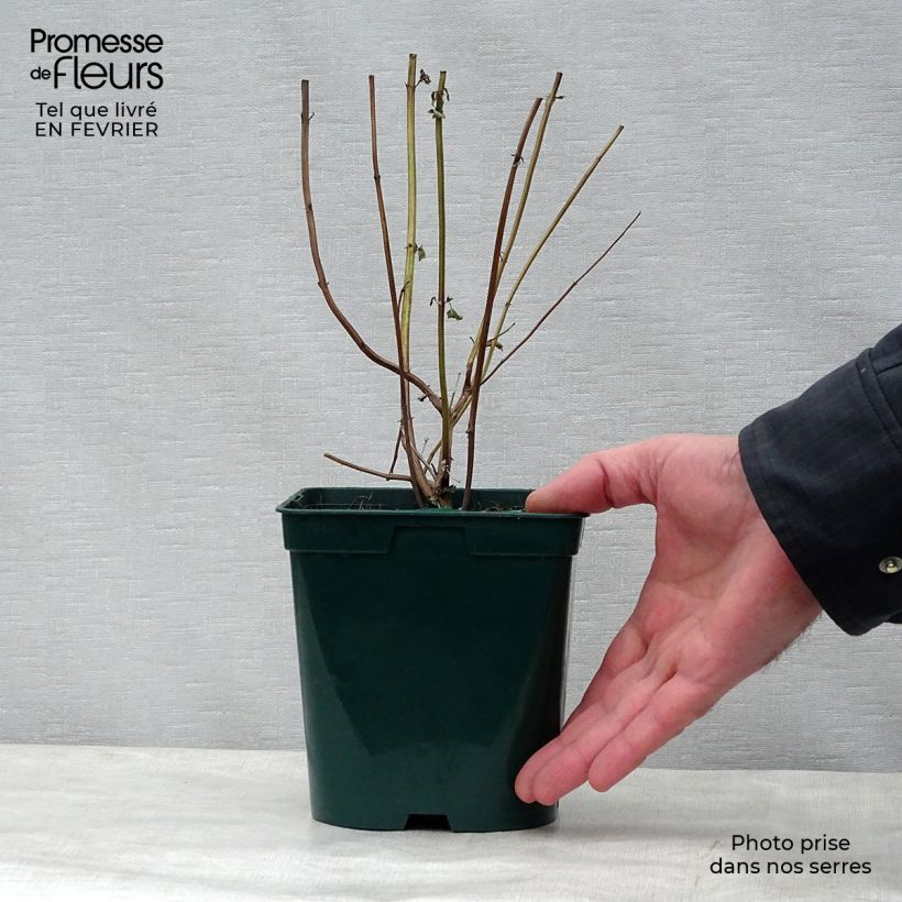 Exemplaar van Agastache Black Adder - Dropplant Pot van 2 l/3 l zoals geleverd in de winter