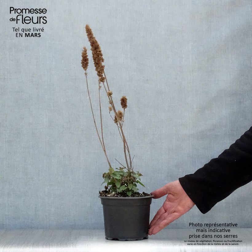 Exemplaar van Agastache Blue Boa - Dropplant Pot van 2 l/3 l zoals geleverd in de lente