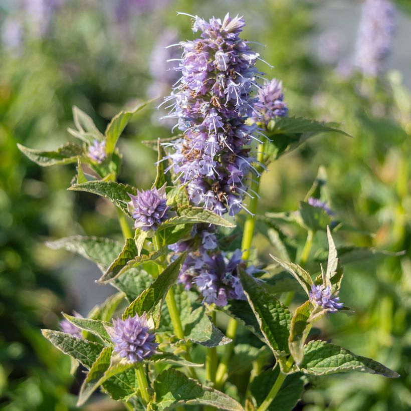 Agastache Blue Boa - Dropplant (Bloei)