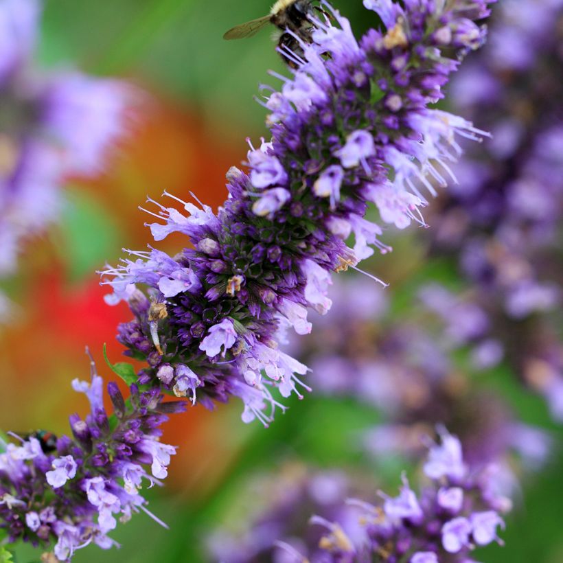 Agastache Blue Fortune - Koreaanse munt (Bloei)