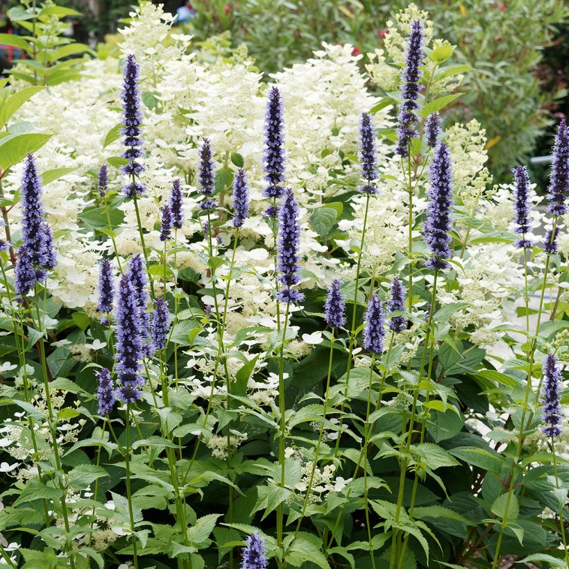 Agastache Blue Fortune - Koreaanse munt (Groeiplaats)