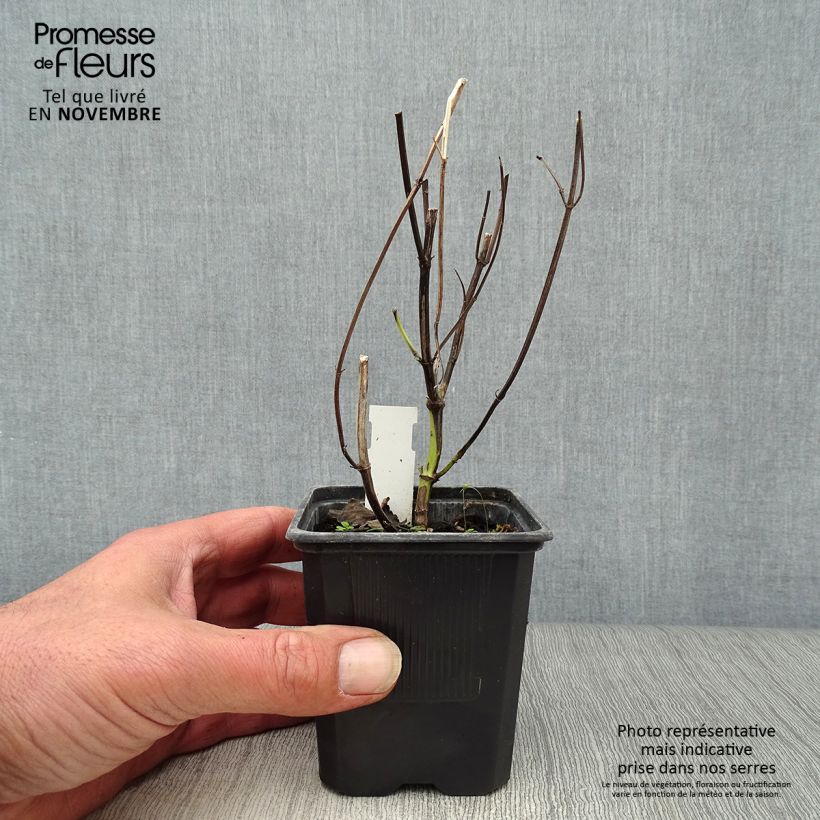 Exemplaar van Agastache Blue Fortune - Koreaanse munt Kweekpotje van 8/9 cm zoals geleverd in de herfst
